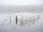 Foggy winter morning at Googong Dam with submerged branches and grasses reflected in still water, photographed by Robert Vine.