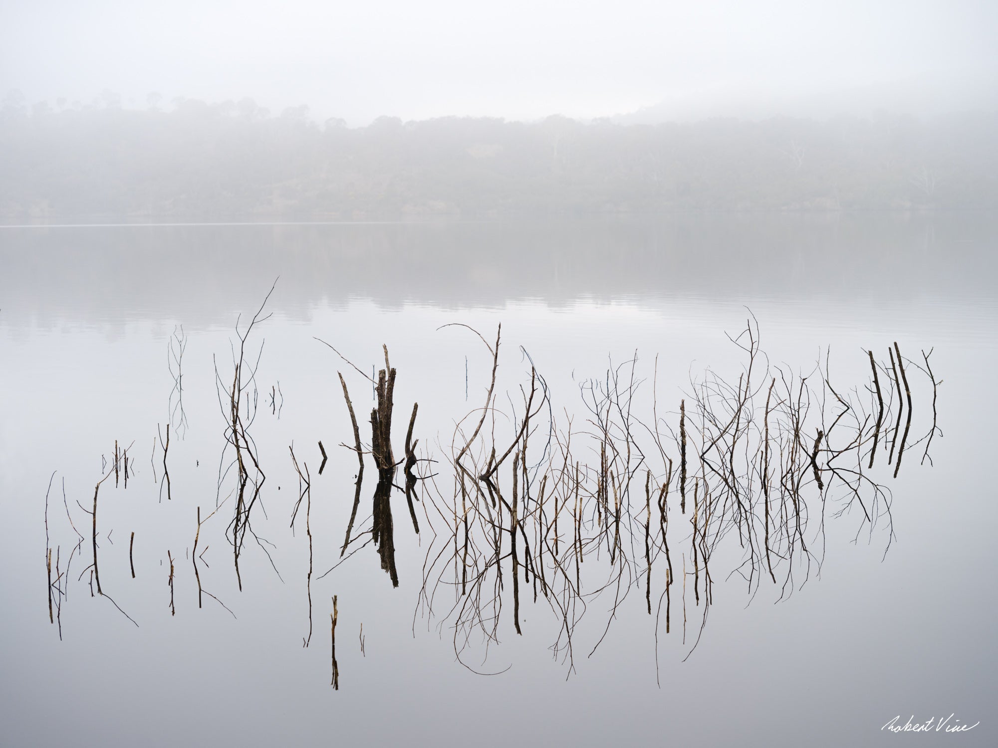Foggy winter morning at Googong Dam with submerged branches and grasses reflected in still water, photographed by Robert Vine.